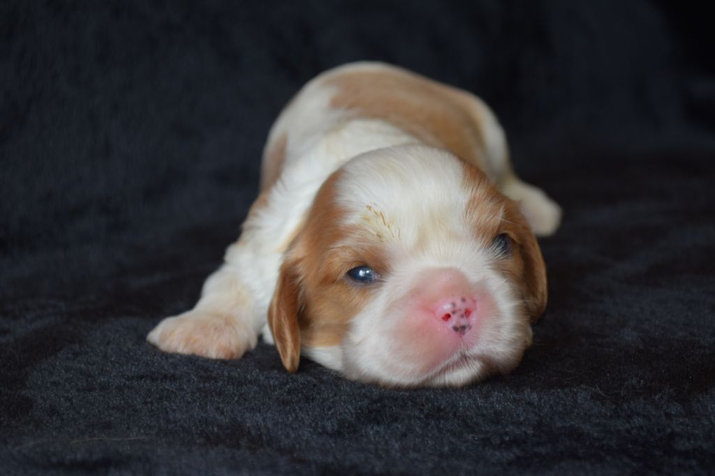 Du Millésime Champenois - Chiot disponible  - Cavalier King Charles Spaniel