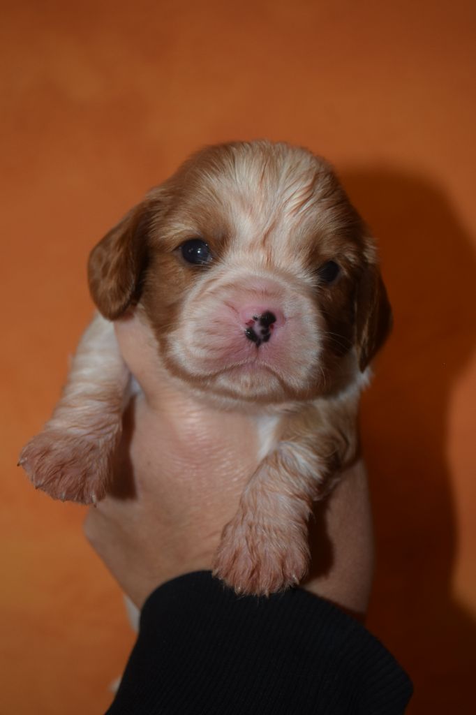 chiot Cavalier King Charles Spaniel Du Millésime Champenois