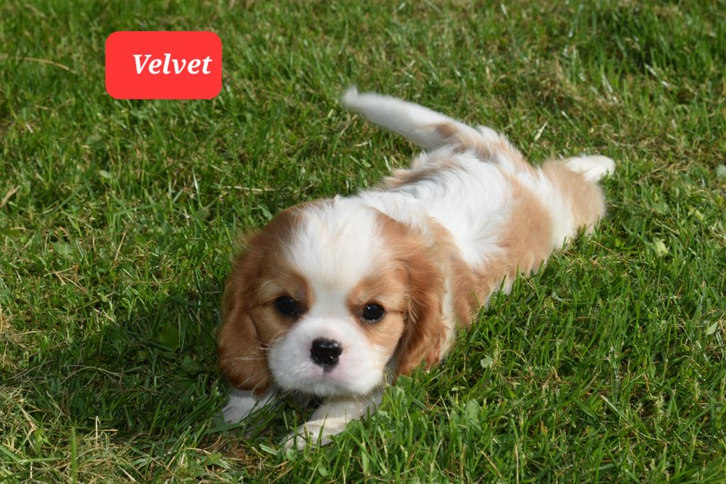 Du Millésime Champenois - Chiot disponible  - Cavalier King Charles Spaniel