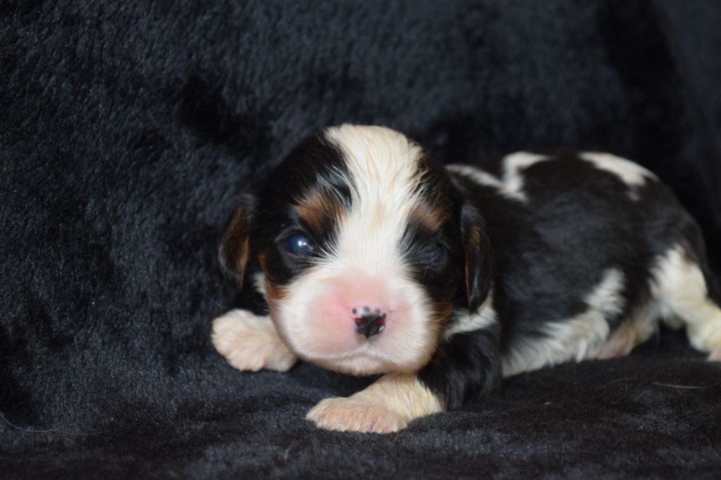 Du Millésime Champenois - Chiot disponible  - Cavalier King Charles Spaniel