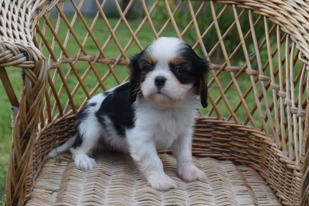 Du Millésime Champenois - Chiot disponible  - Cavalier King Charles Spaniel