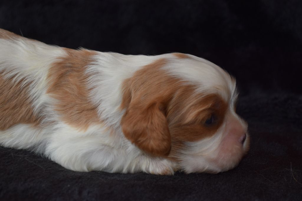 Du Millésime Champenois - Chiot disponible  - Cavalier King Charles Spaniel