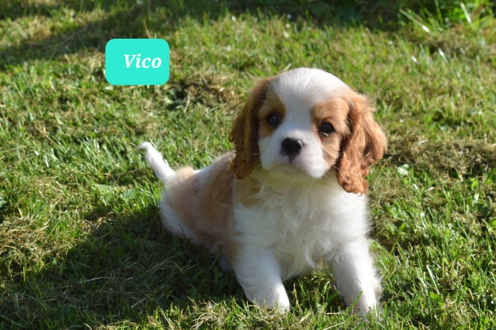 Du Millésime Champenois - Chiot disponible  - Cavalier King Charles Spaniel