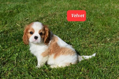 Velvet (nom provisoire)