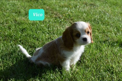 Vico (nom provisoire)