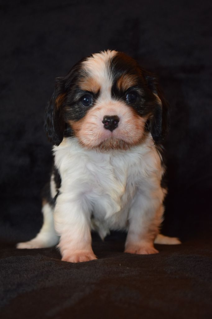 Du Millésime Champenois - Chiot disponible  - Cavalier King Charles Spaniel