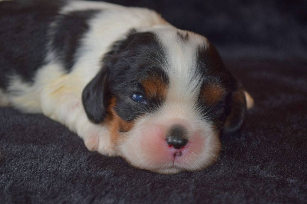 Du Millésime Champenois - Chiot disponible  - Cavalier King Charles Spaniel