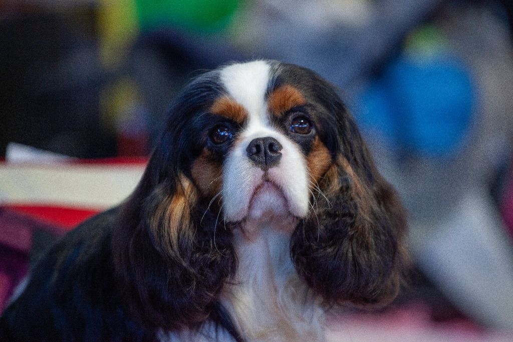 CH. Union jack De la geode