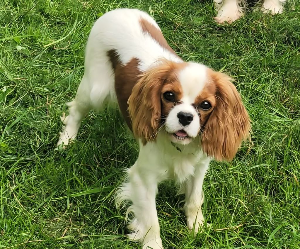 Uillow girl Du Millésime Champenois