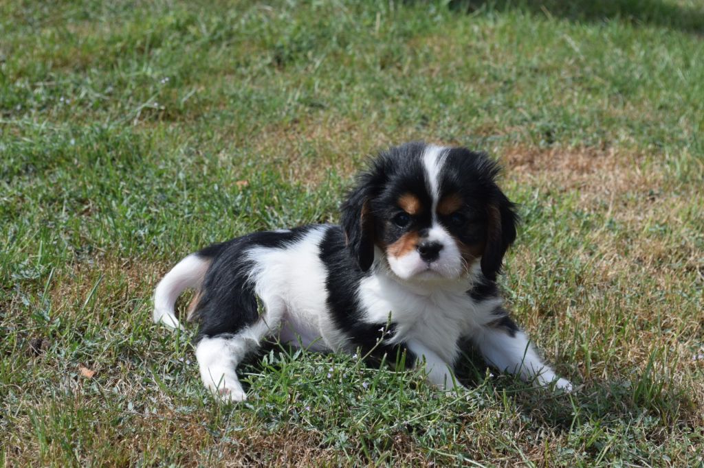 Du Millésime Champenois - Chiots disponibles - Cavalier King Charles Spaniel