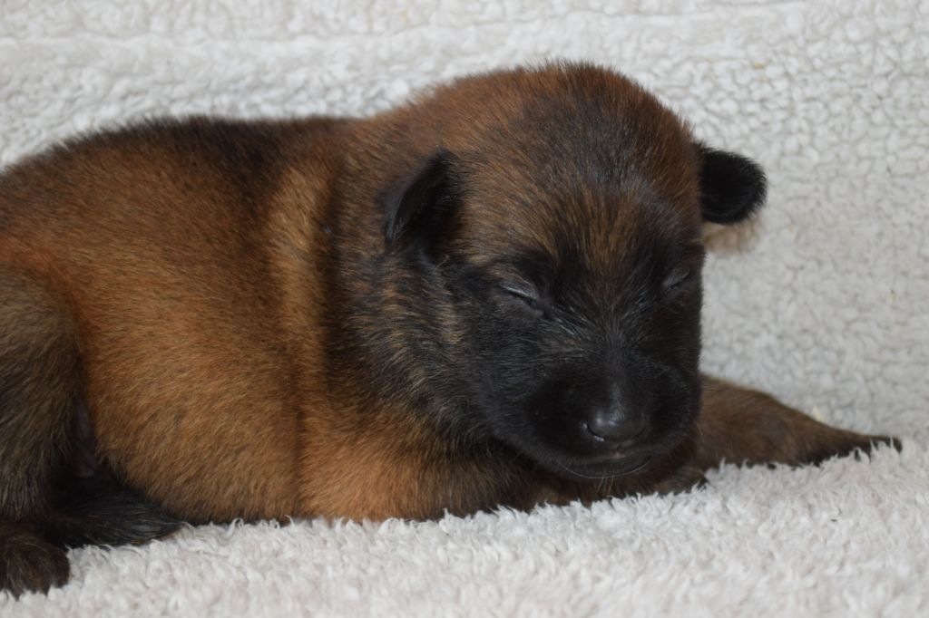 Du Millésime Champenois - Chiots disponibles - Berger Belge