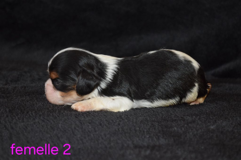 Du Millésime Champenois - Chiots disponibles - Cavalier King Charles Spaniel