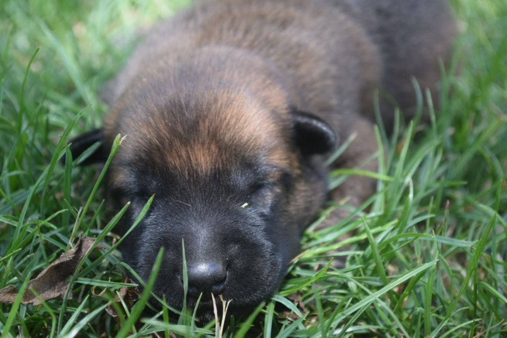 Du Millésime Champenois - Chiots disponibles - Berger Belge