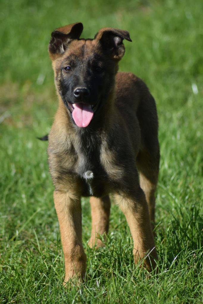 Du Millésime Champenois - Chiots disponibles - Berger Belge