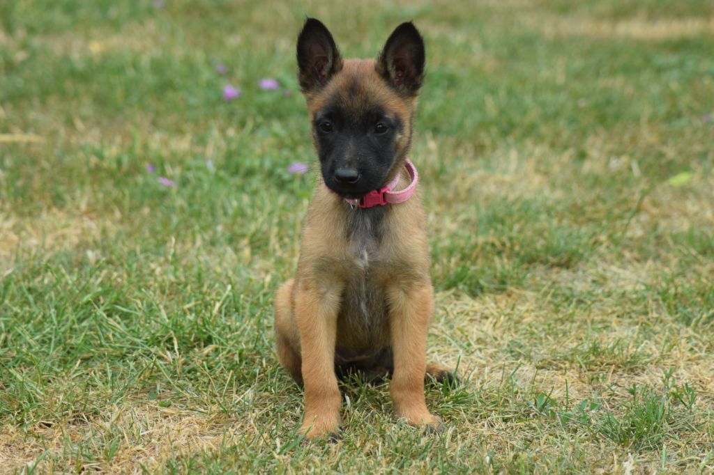 Du Millésime Champenois - Chiots disponibles - Berger Belge