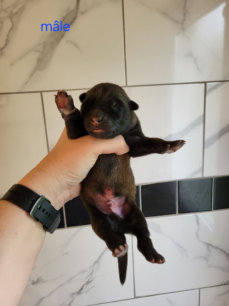 Du Millésime Champenois - Chiots disponibles - Berger Belge