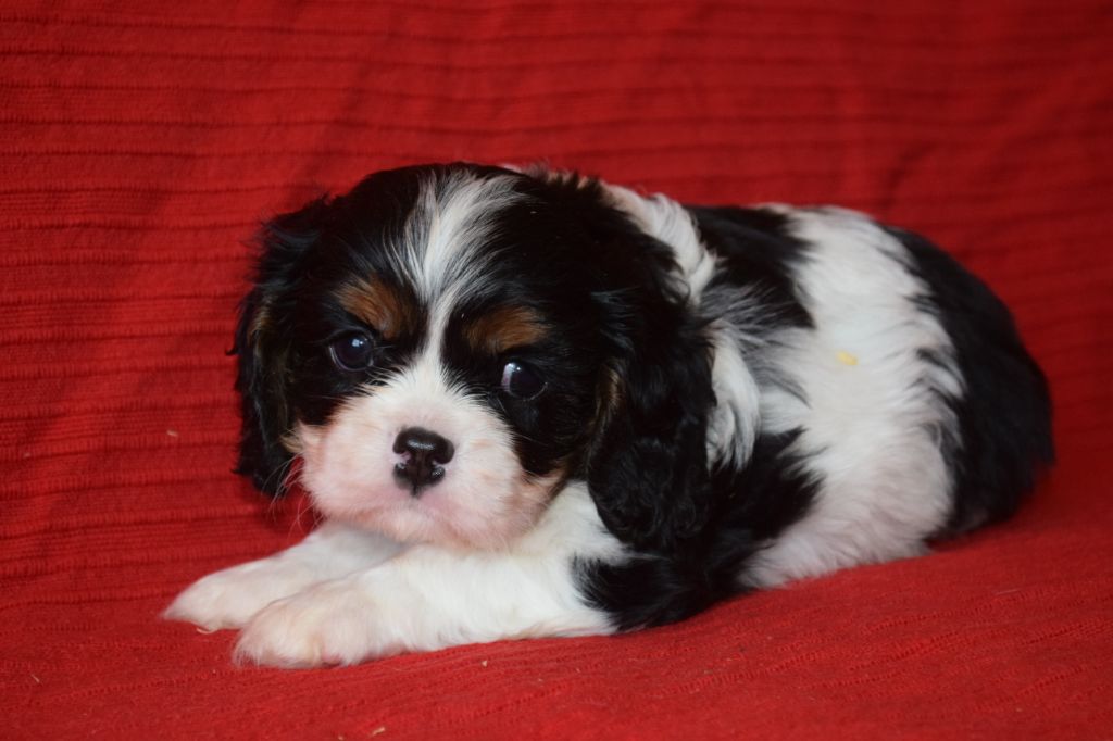 Du Millésime Champenois - Chiots disponibles - Cavalier King Charles Spaniel