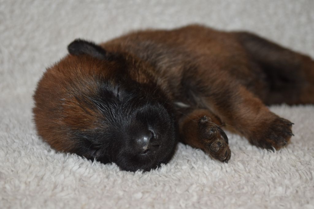Du Millésime Champenois - Chiots disponibles - Berger Belge