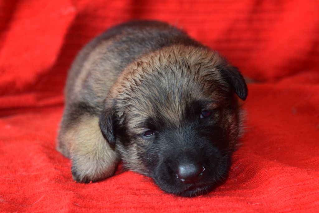 Du Millésime Champenois - Chiots disponibles - Berger Belge