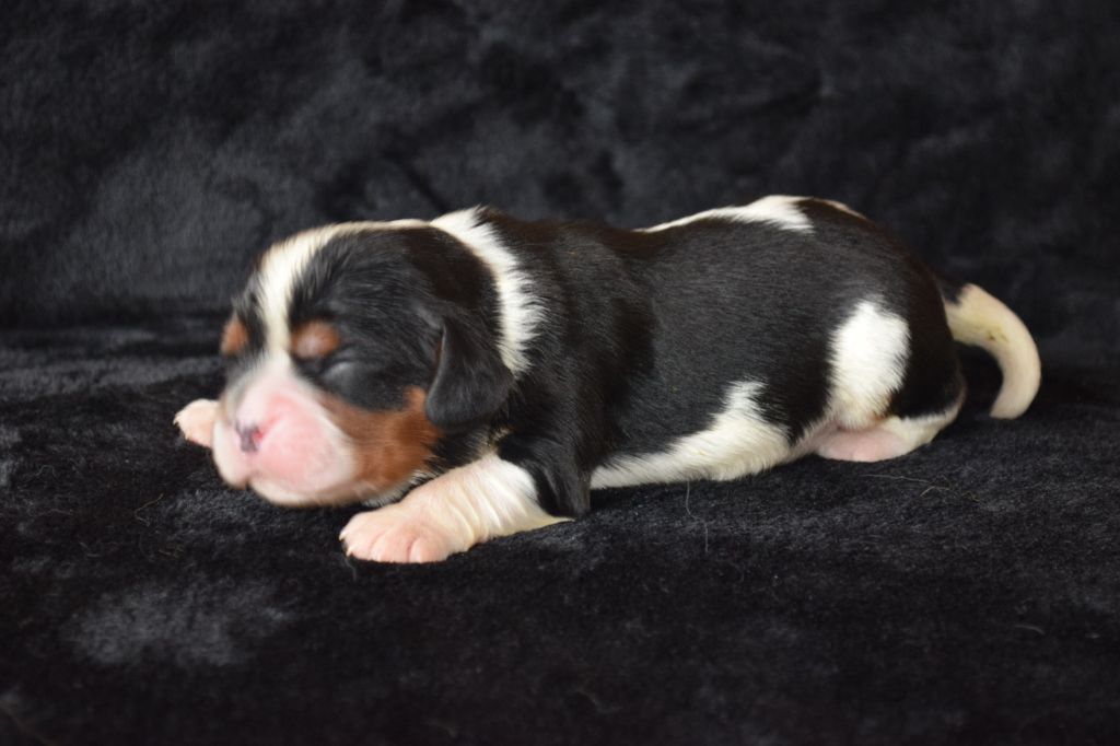 Du Millésime Champenois - Chiots disponibles - Cavalier King Charles Spaniel
