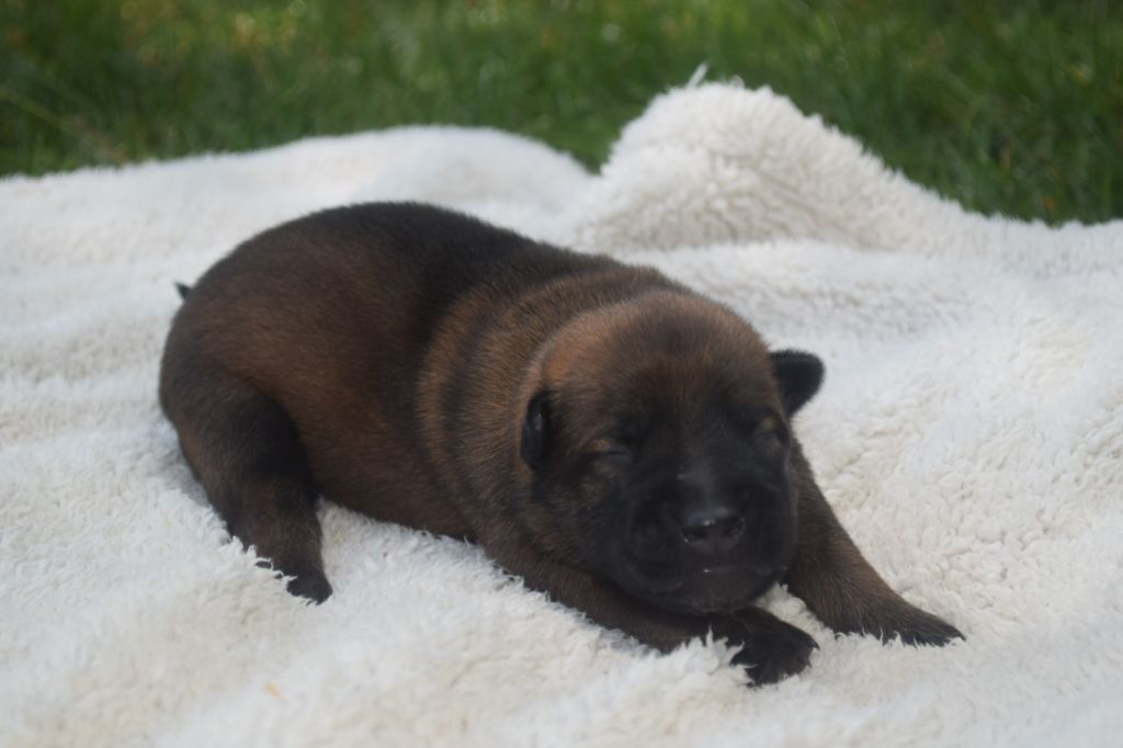 Du Millésime Champenois - Chiots disponibles - Berger Belge