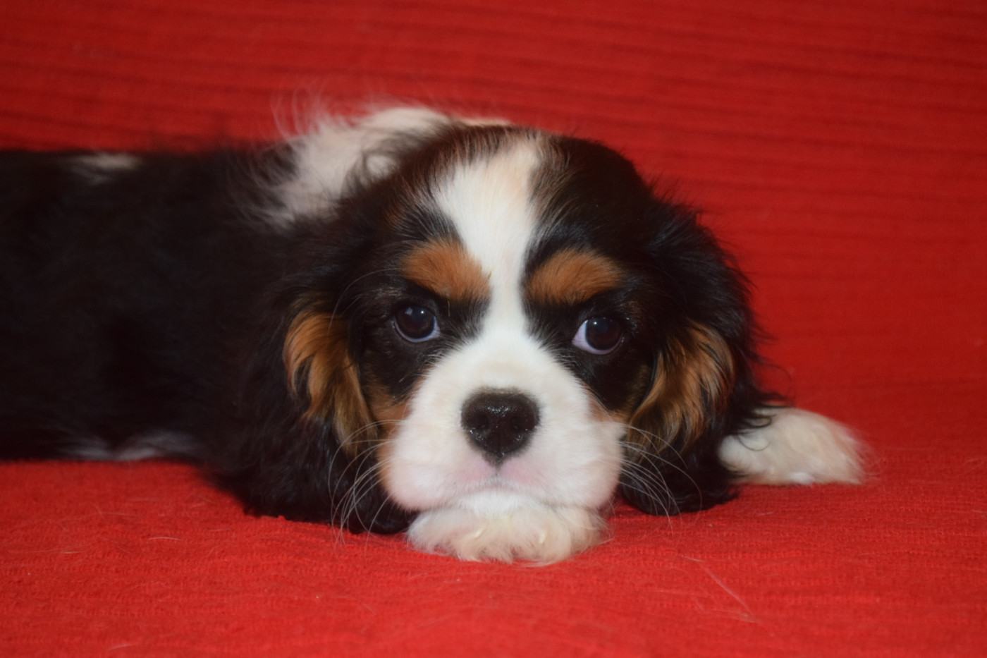 Du Millésime Champenois - Chiots disponibles - Cavalier King Charles Spaniel
