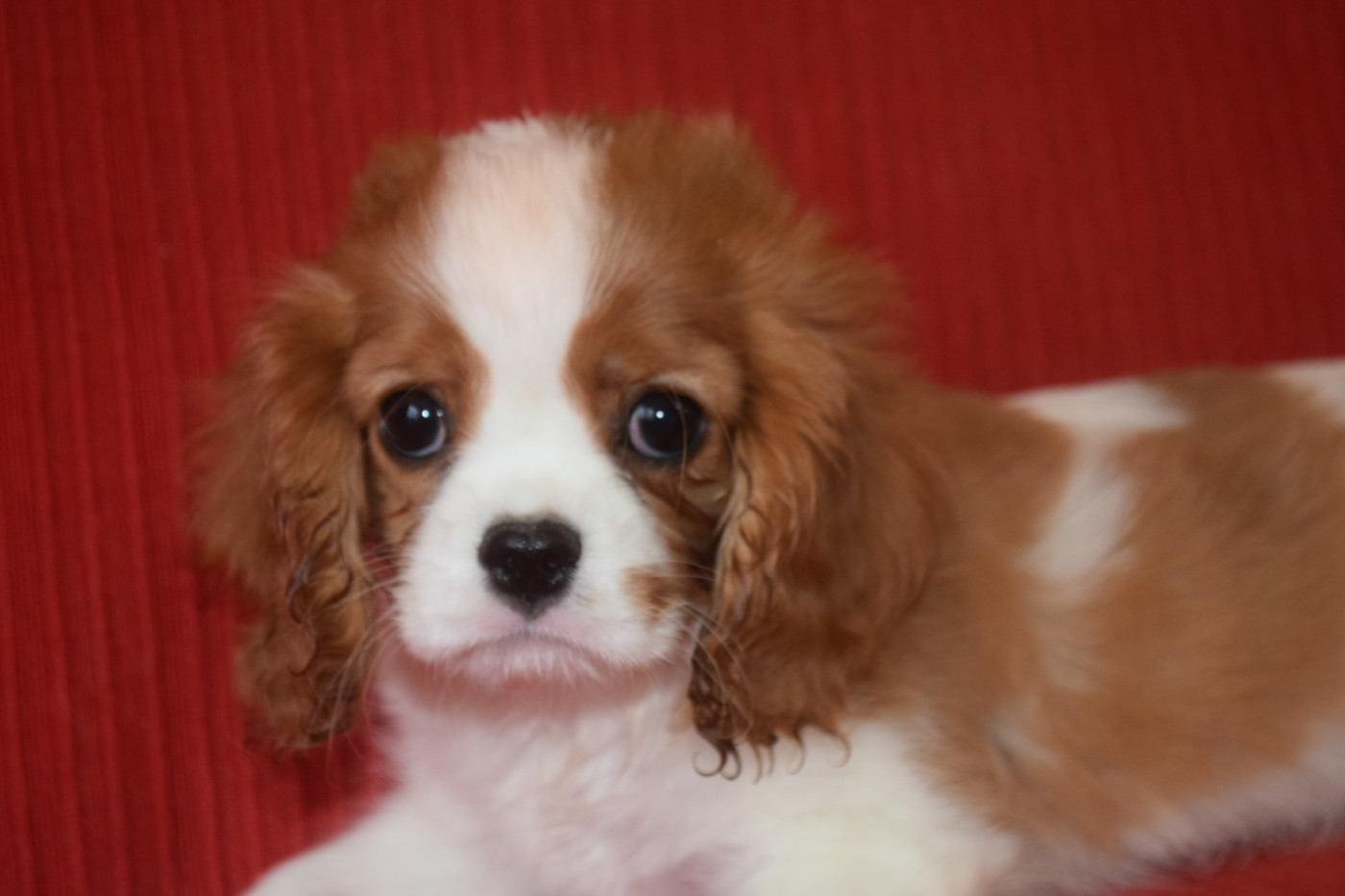 Du Millésime Champenois - Chiots disponibles - Cavalier King Charles Spaniel