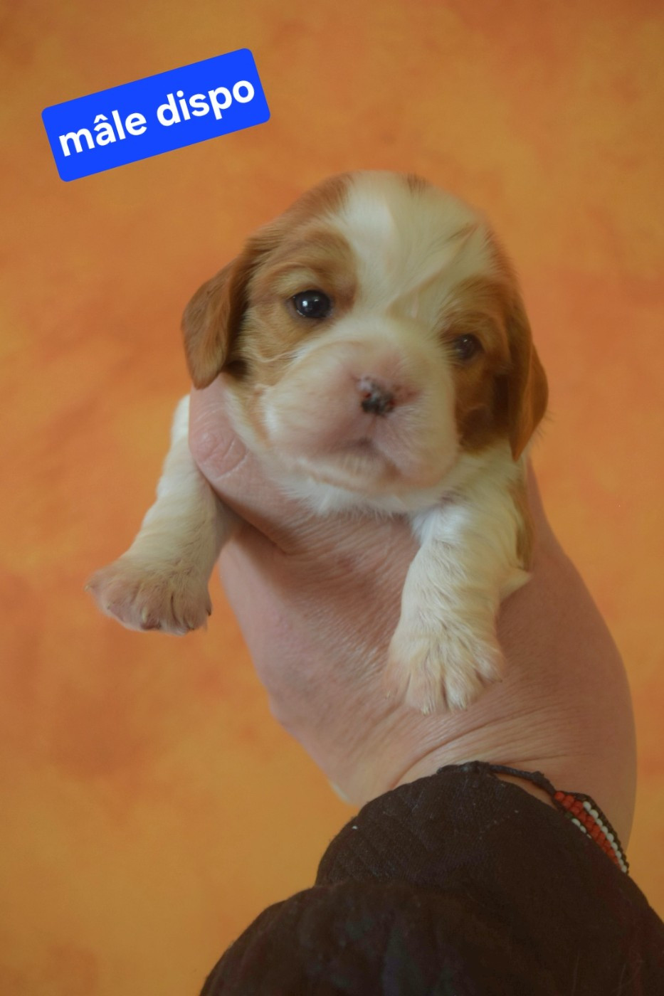 Du Millésime Champenois - Chiots disponibles - Cavalier King Charles Spaniel