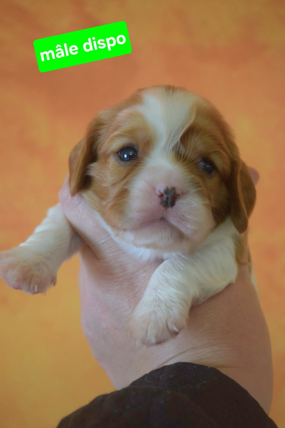 Du Millésime Champenois - Chiots disponibles - Cavalier King Charles Spaniel