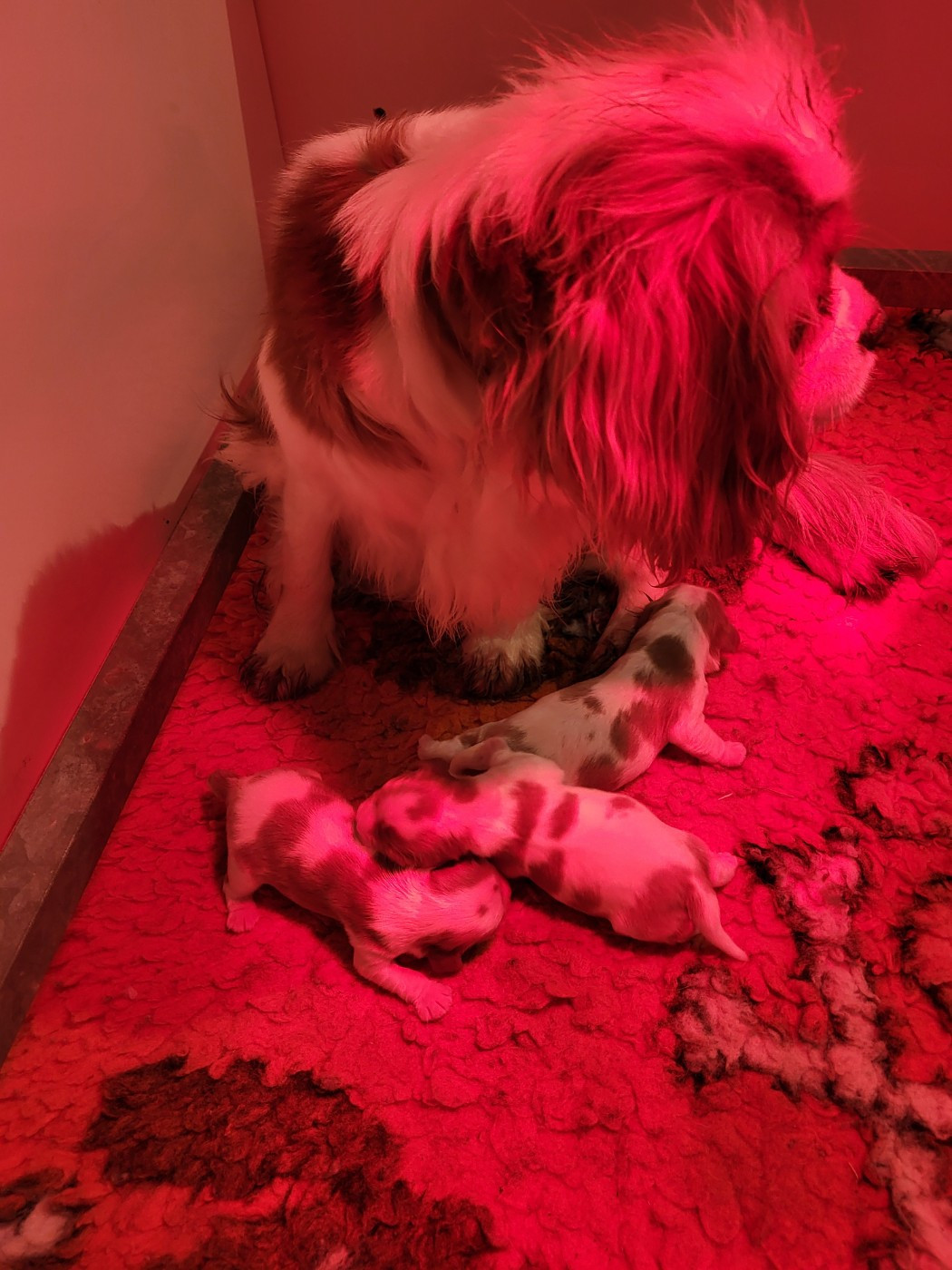 Chiot Cavalier King Charles Spaniel Du Millésime Champenois