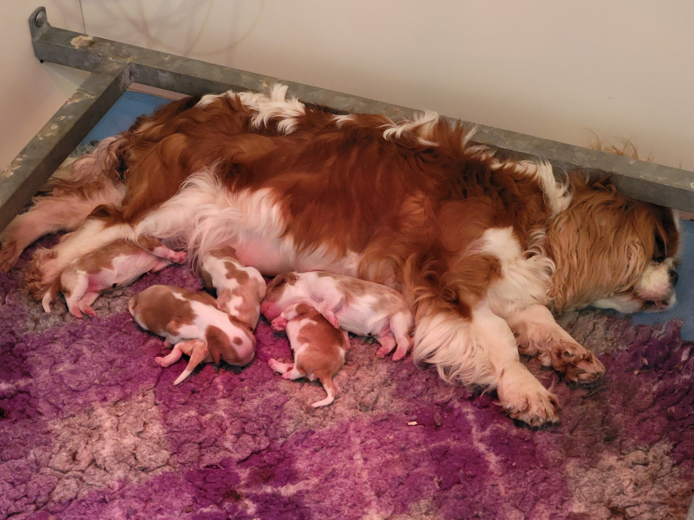 Du Millésime Champenois - Cavalier King Charles Spaniel - Portée née le 15/02/2026