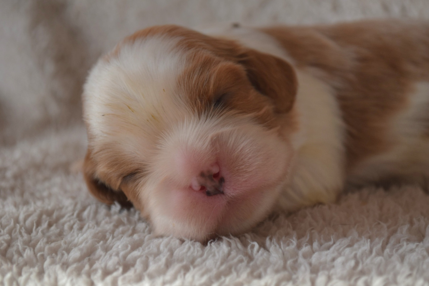 Du Millésime Champenois - Chiots disponibles - Cavalier King Charles Spaniel