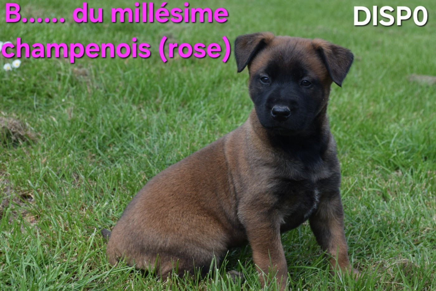 Du Millésime Champenois - Berger Belge - Portée née le 13/03/2026