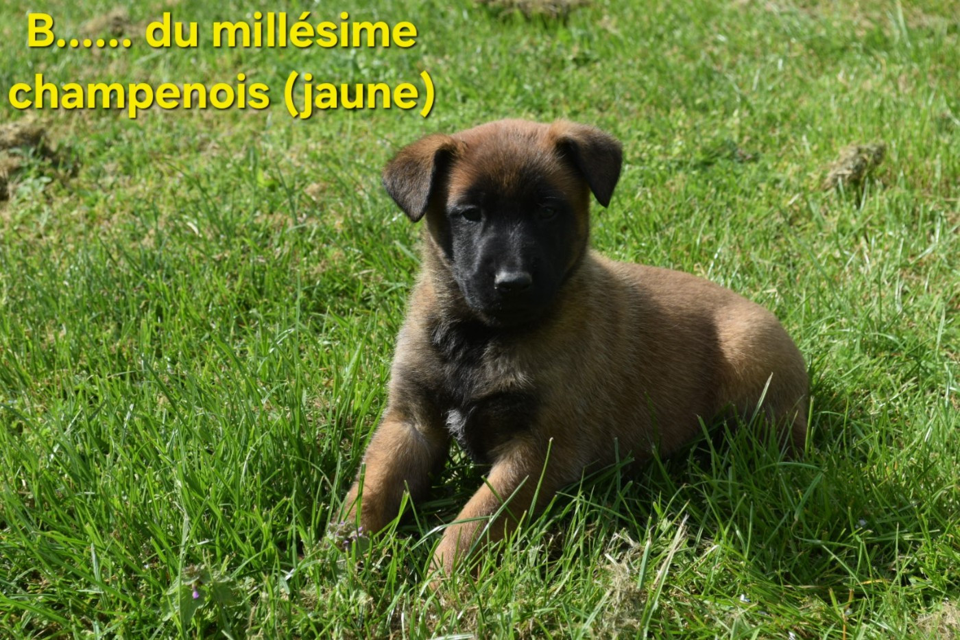 Du Millésime Champenois - Chiots disponibles - Berger Belge