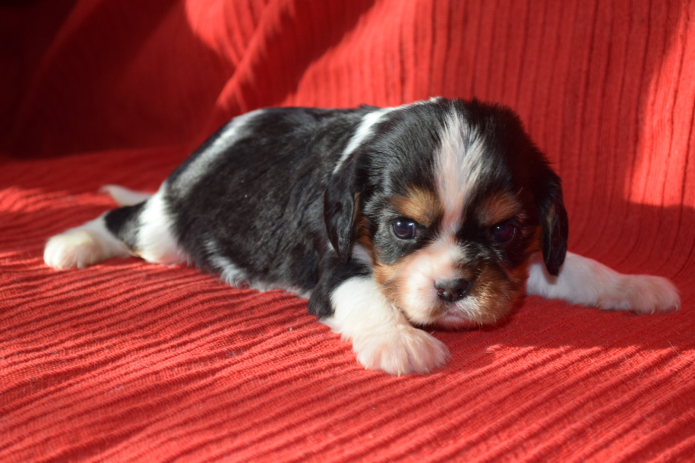 Du Millésime Champenois - Chiots disponibles - Cavalier King Charles Spaniel