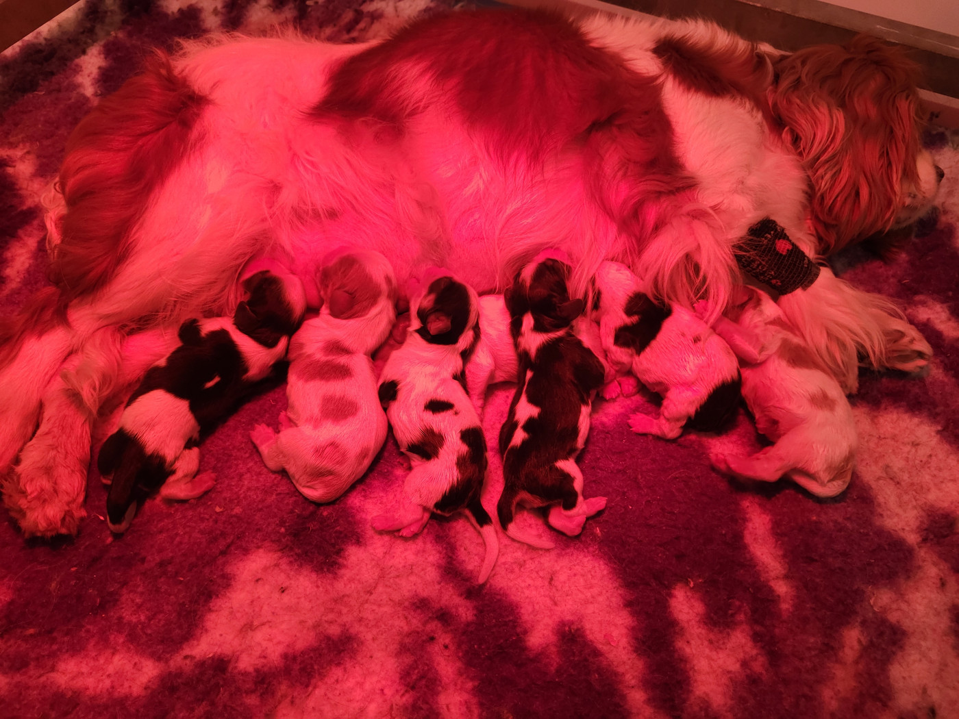 Du Millésime Champenois - Chiots disponibles - Cavalier King Charles Spaniel