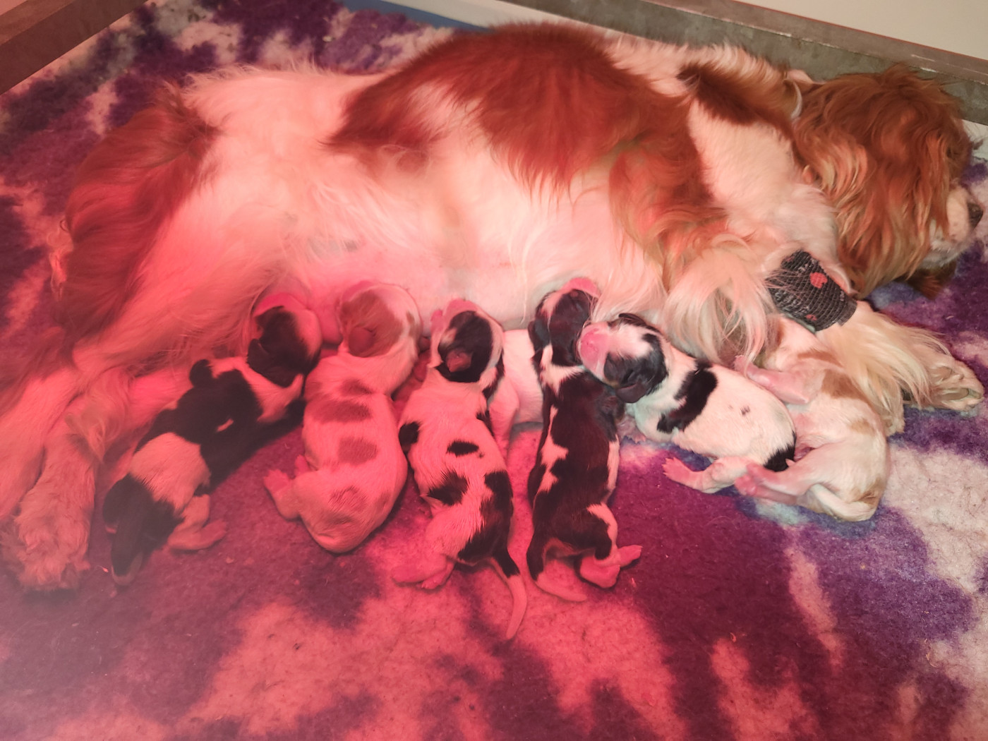 Du Millésime Champenois - Chiots disponibles - Cavalier King Charles Spaniel