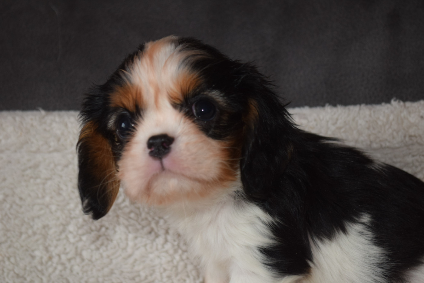 Du Millésime Champenois - Chiots disponibles - Cavalier King Charles Spaniel