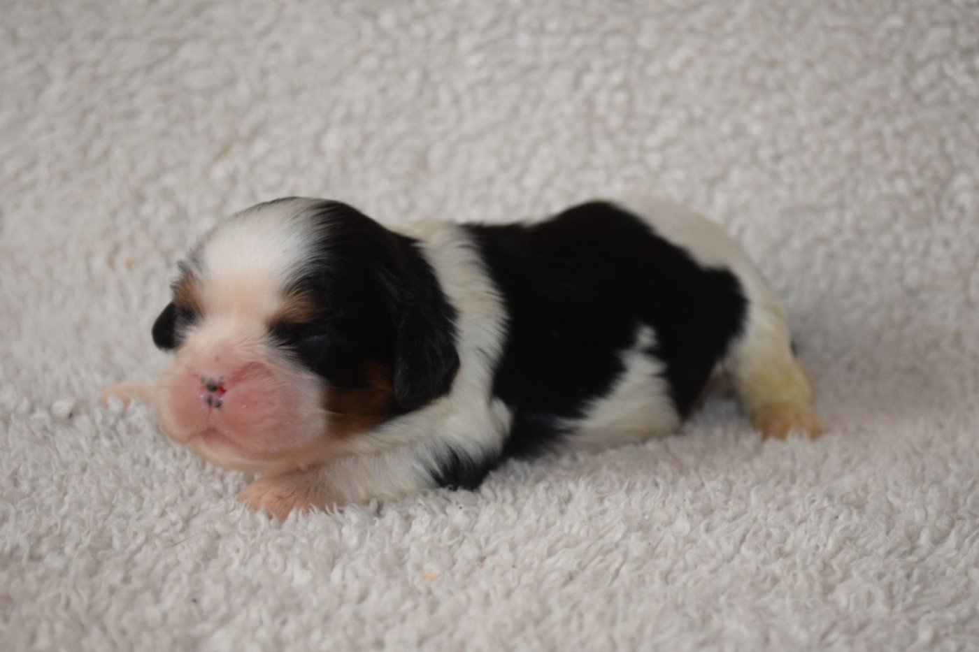 Du Millésime Champenois - Chiots disponibles - Cavalier King Charles Spaniel