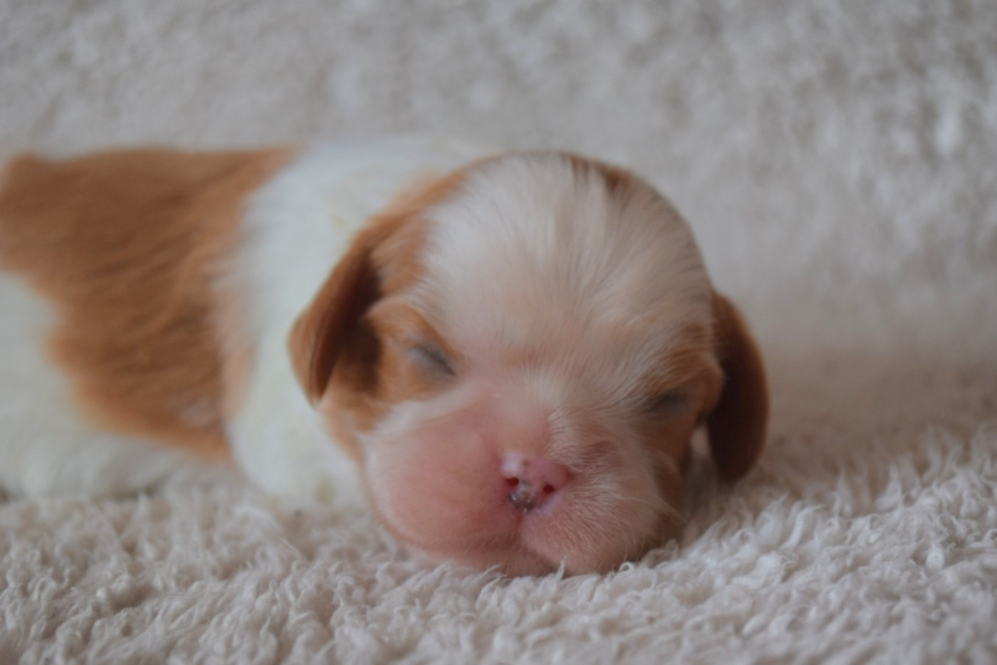 Du Millésime Champenois - Chiots disponibles - Cavalier King Charles Spaniel