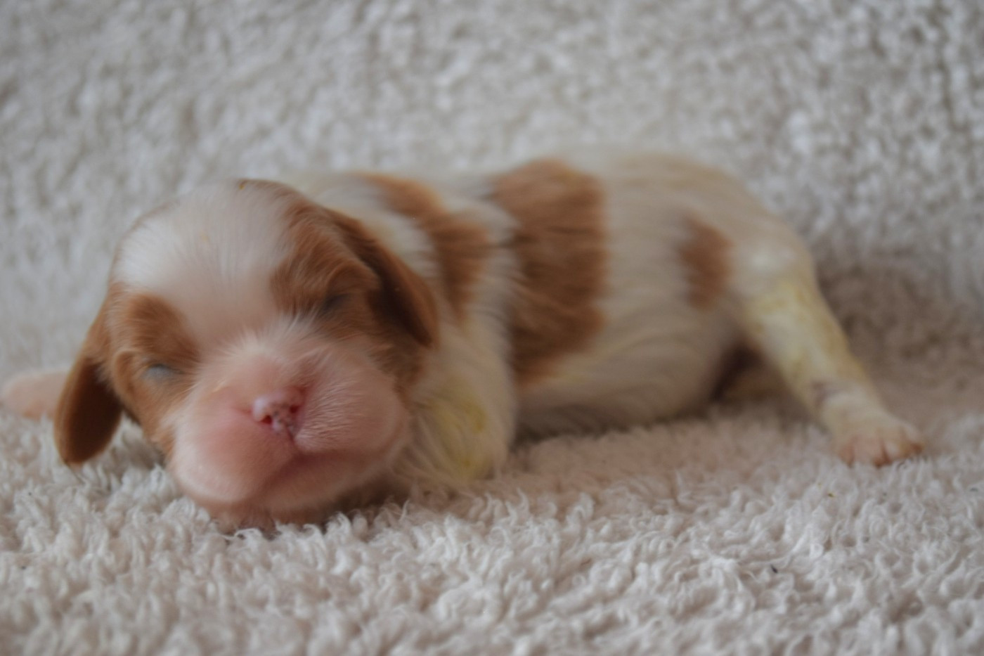 Du Millésime Champenois - Chiots disponibles - Cavalier King Charles Spaniel
