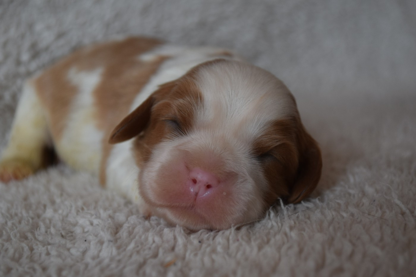 Du Millésime Champenois - Chiots disponibles - Cavalier King Charles Spaniel