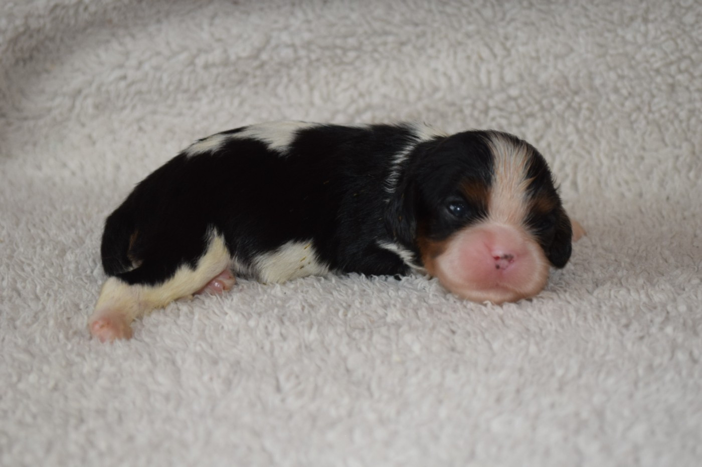 Du Millésime Champenois - Chiots disponibles - Cavalier King Charles Spaniel