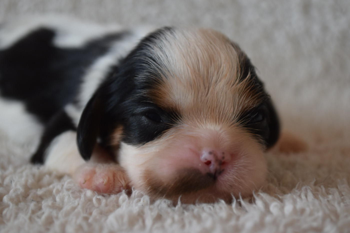 Du Millésime Champenois - Chiots disponibles - Cavalier King Charles Spaniel