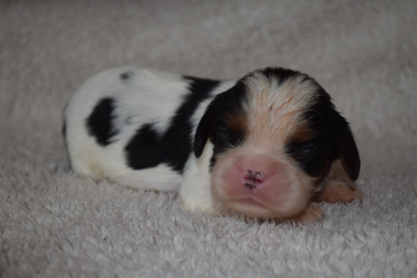 Du Millésime Champenois - Chiots disponibles - Cavalier King Charles Spaniel