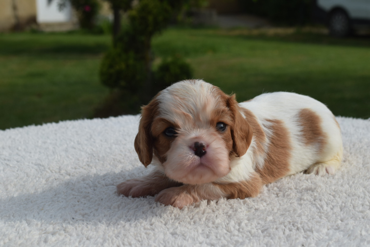 Du Millésime Champenois - Chiots disponibles - Cavalier King Charles Spaniel