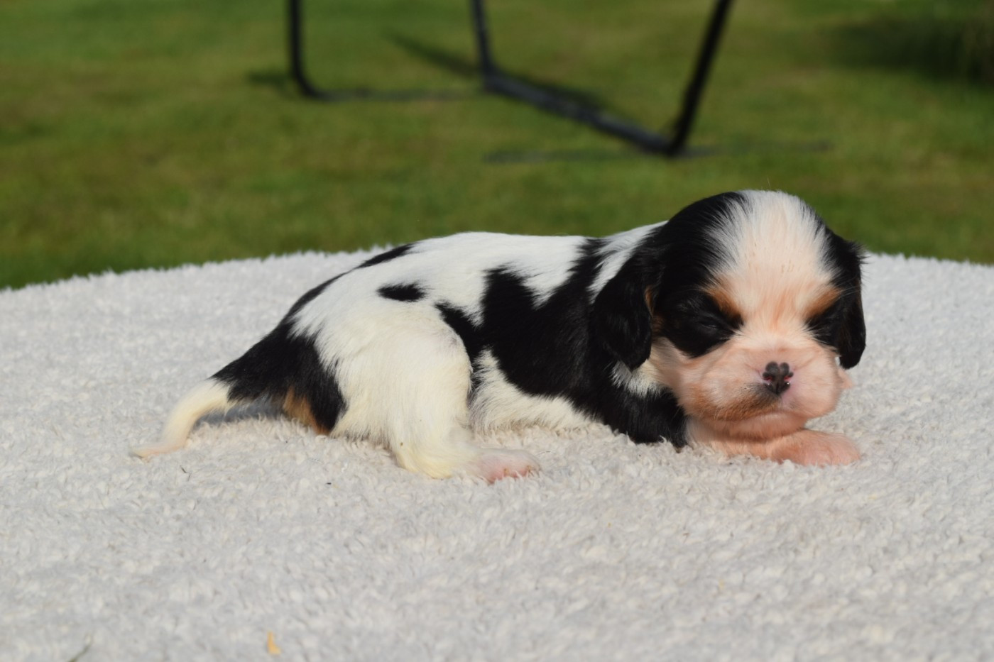 Du Millésime Champenois - Chiots disponibles - Cavalier King Charles Spaniel