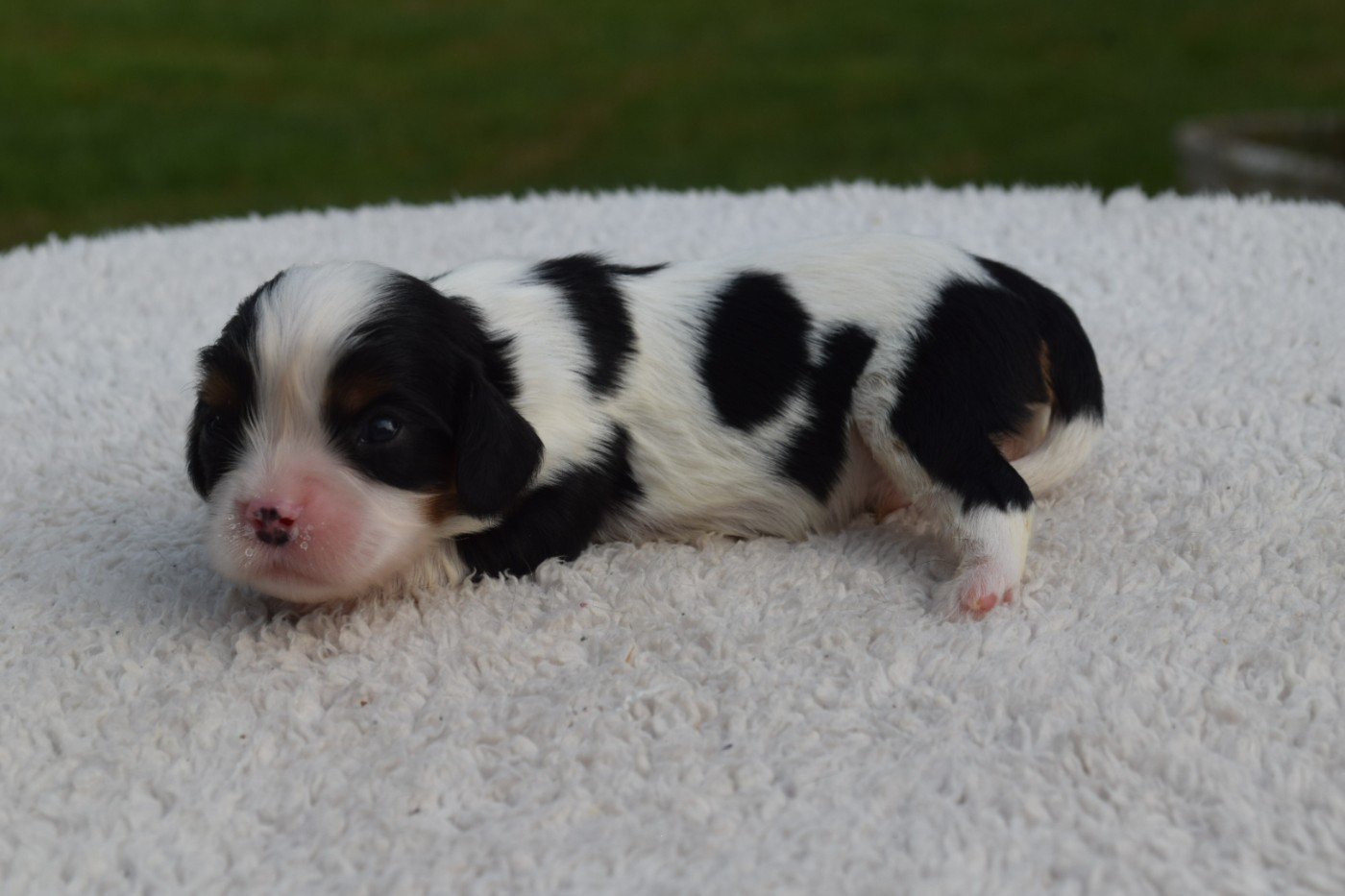 Du Millésime Champenois - Chiots disponibles - Cavalier King Charles Spaniel