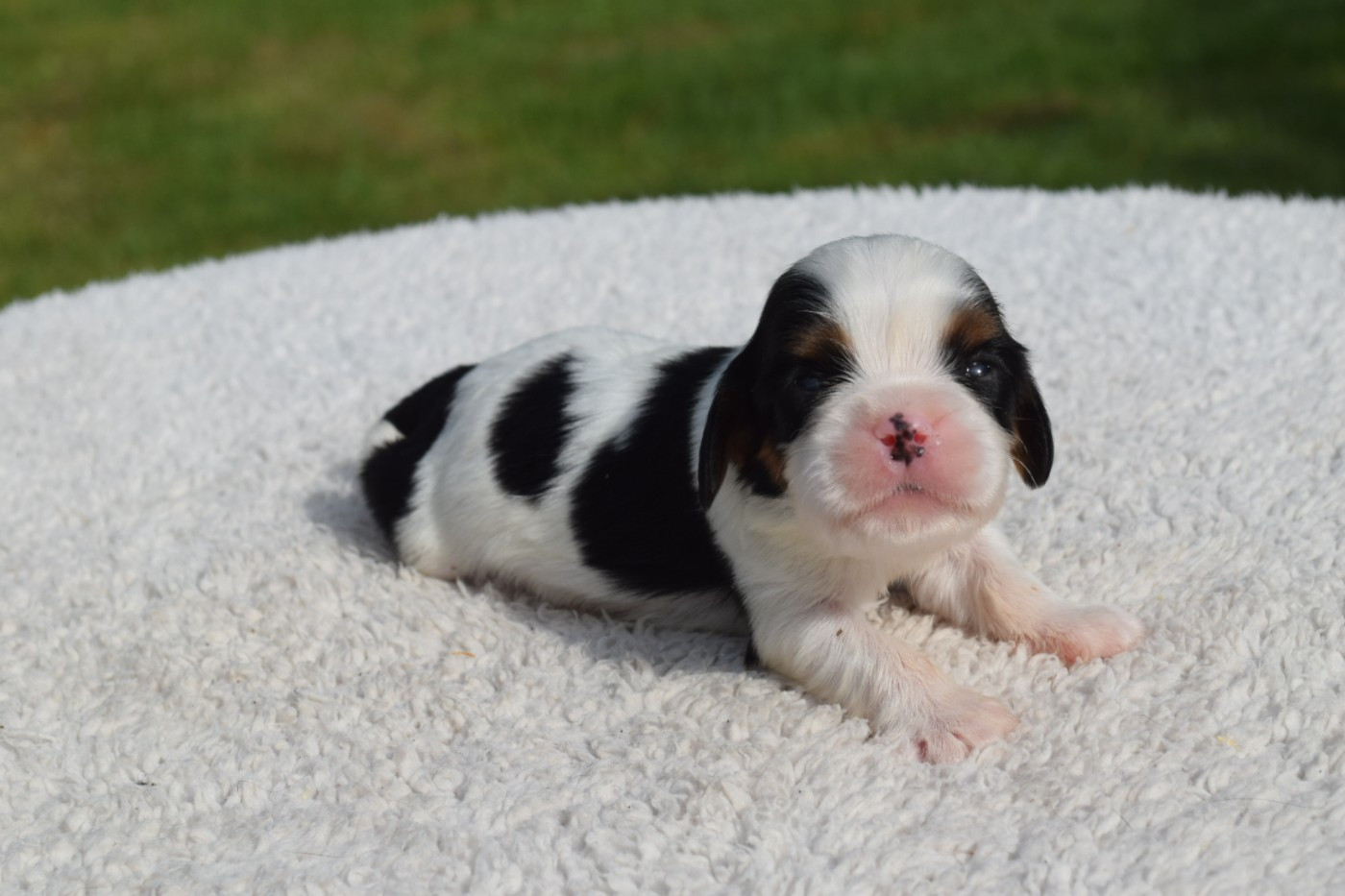 Du Millésime Champenois - Chiots disponibles - Cavalier King Charles Spaniel