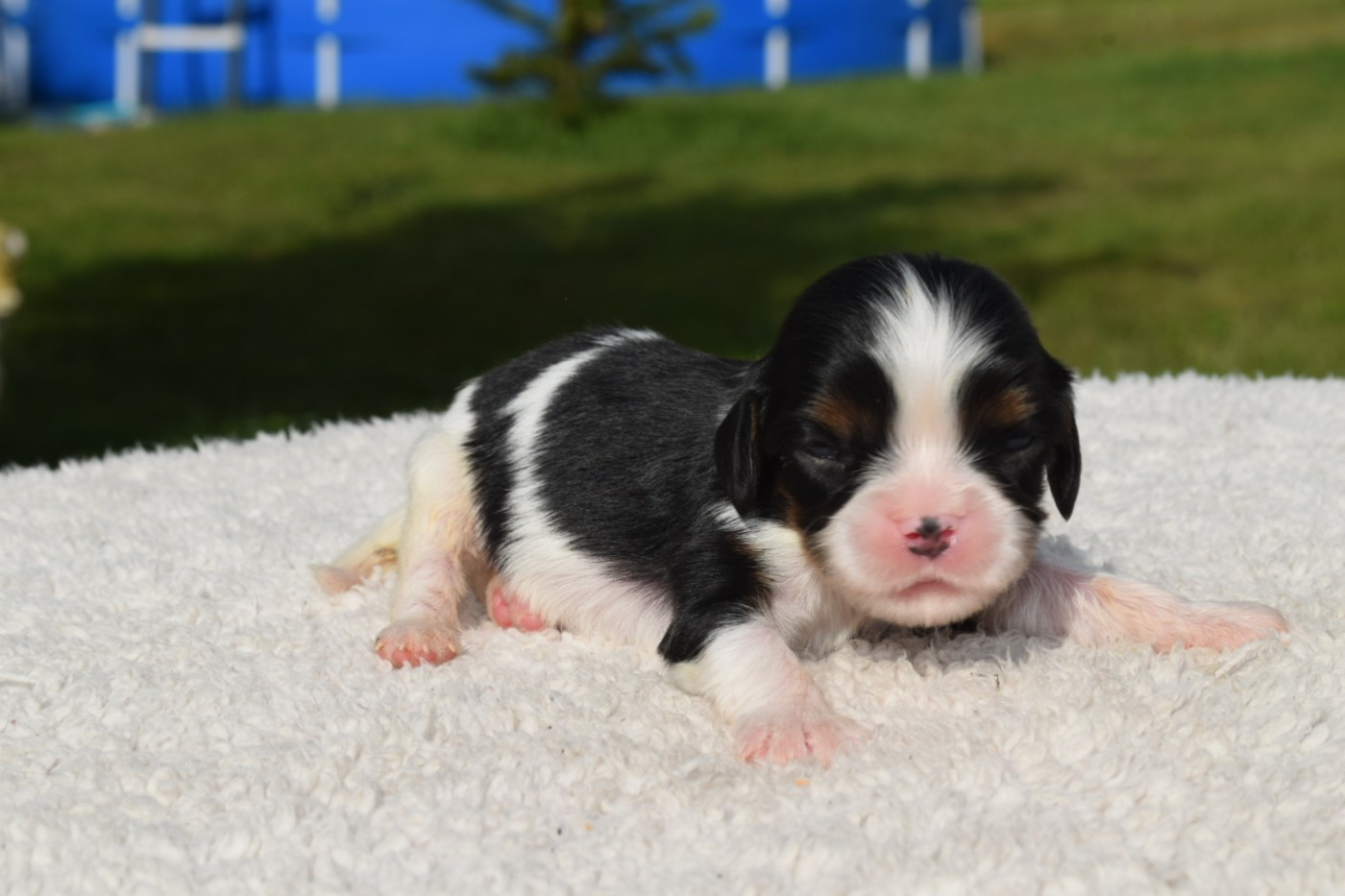 Du Millésime Champenois - Chiots disponibles - Cavalier King Charles Spaniel